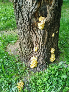 Гриб из Москва