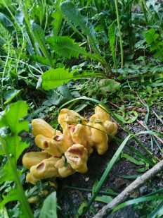 Гриб из Москва