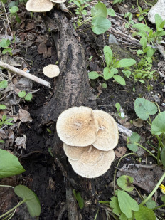 Гриб из Волгоград