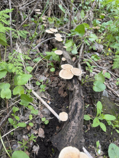 Гриб из Волгоград