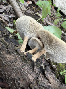 Гриб из Волгоград