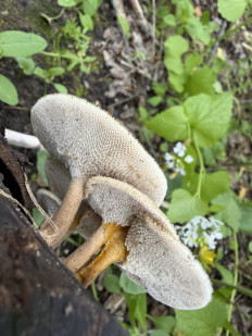 Гриб из Волгоград