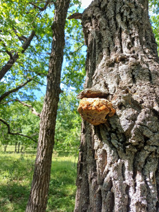 Гриб из Татищевский район