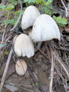 Гриб из Южный парк