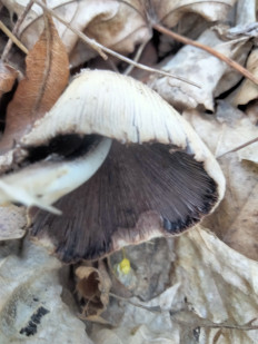 Гриб из Южный парк