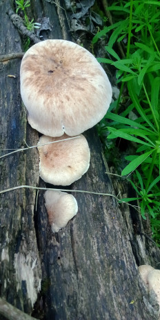 Гриб из Армавир