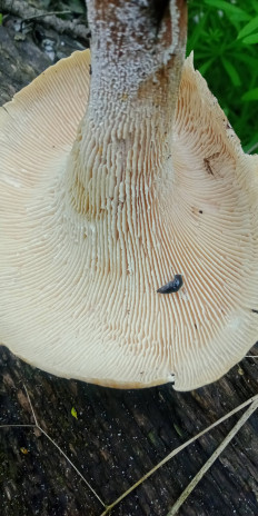 Гриб из Армавир