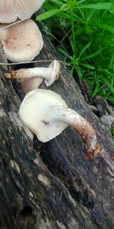 Гриб из Армавир