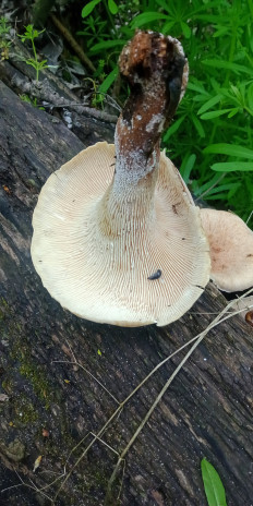 Гриб из Армавир