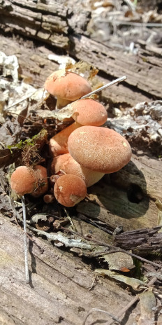 Гриб из Армавир