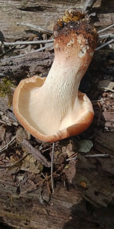 Гриб из Армавир