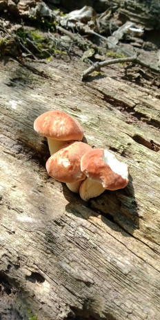 Гриб из Армавир