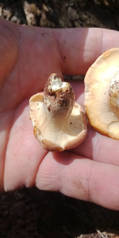 Гриб из Армавир