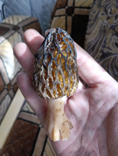 Гриб из Минск