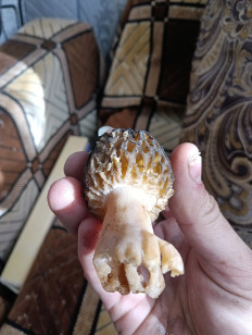 Гриб из Минск