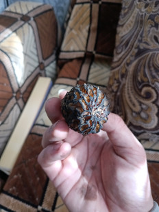 Гриб из Минск