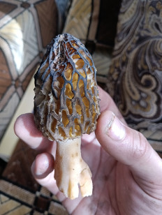 Гриб из Минск