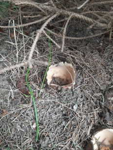 Гриб из Симферополь