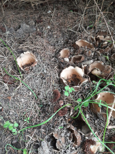 Гриб из Симферополь