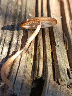 Гриб из Бежецк