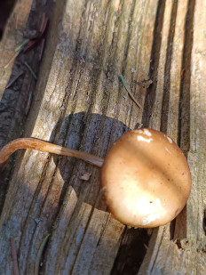 Гриб из Бежецк