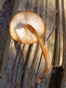 Гриб из Бежецк