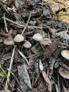 Гриб из Королёв