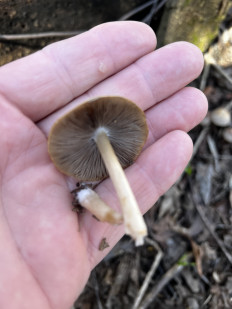 Гриб из Королёв