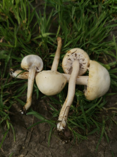 Гриб из станица Кавказская