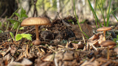 Гриб из город Петушки