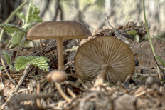 Гриб из город Петушки