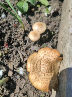 Гриб из Краснодар