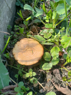 Гриб из Краснодар