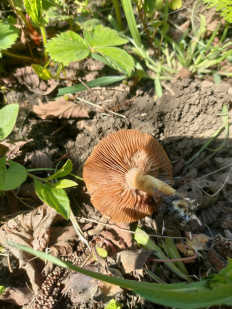 Гриб из Краснодар