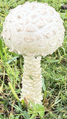 Гриб из динская