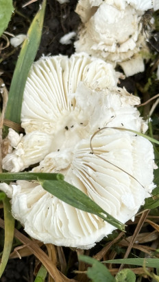 Гриб из динская