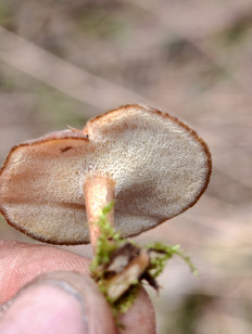 Гриб из Москва