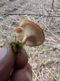 Гриб из Москва