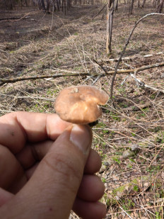 Гриб из Москва