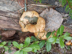 Гриб из Лен обл