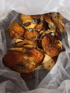 Гриб из Лен обл