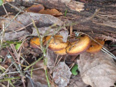 Гриб из Лен обл