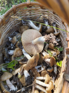 Гриб из поселок Новокадамово, Октябрьский район, Ростовская область, улица Гагарина, 2