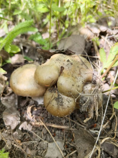 Гриб из поселок Новокадамово, Октябрьский район, Ростовская область, улица Гагарина, 2