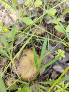 Гриб из поселок Новокадамово, Октябрьский район, Ростовская область, улица Гагарина, 2