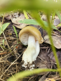 Гриб из поселок Новокадамово, Октябрьский район, Ростовская область, улица Гагарина, 2