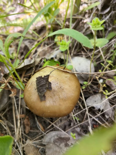 Гриб из поселок Новокадамово, Октябрьский район, Ростовская область, улица Гагарина, 2