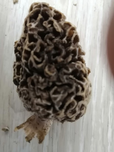 Гриб из Кинель, Самарской