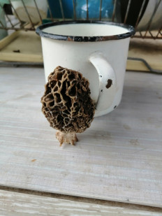 Гриб из Кинель, Самарской