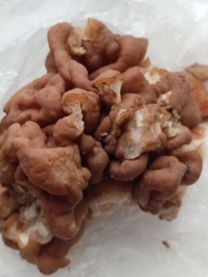 Гриб из черниговская область